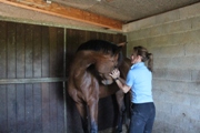 Technique structurelle sur cheval