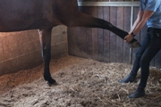 Technique de travail sur cheval